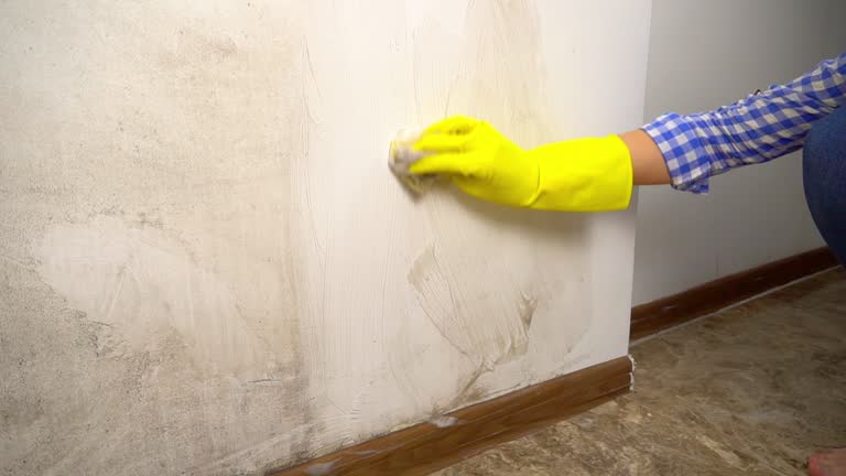  Palmdale, CA Mold Removal Pros