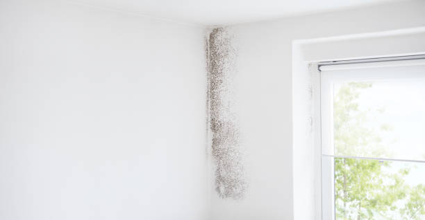 Best Indoor Air Quality Assessment  in Palmdale, CA
