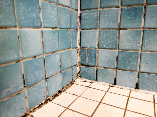 Best Asbestos and Lead Testing During Mold Inspection  in Palmdale, CA