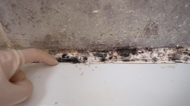 Best Mold Removal for HVAC Installations  in Palmdale, CA