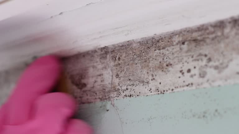 Best Dehumidification Services  in Palmdale, CA
